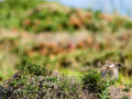 Tarabilla común - Saxicola rubicola - Bitxac comú