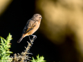 Tarabilla común - Saxicola rubicola - Bitxac comú