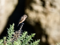 Tarabilla común - Saxicola rubicola - Bitxac comú