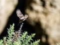 Tarabilla común - Saxicola rubicola - Bitxac comú