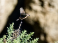 Tarabilla común - Saxicola rubicola - Bitxac comú