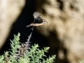 Tarabilla común - Saxicola rubicola - Bitxac comú