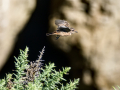 Tarabilla común - Saxicola rubicola - Bitxac comú