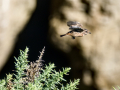 Tarabilla común - Saxicola rubicola - Bitxac comú