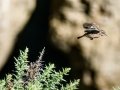 Tarabilla común - Saxicola rubicola - Bitxac comú
