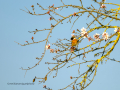 Tarabilla común - Saxicola rubicola - Bitxac comú