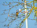 Tarabilla común - Saxicola rubicola - Bitxac comú