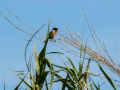 Tarabilla común - Saxicola rubicola - Bitxac comú