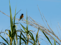 Tarabilla común - Saxicola rubicola - Bitxac comú