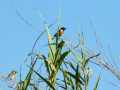 Tarabilla común - Saxicola rubicola - Bitxac comú