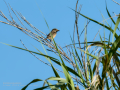Tarabilla común - Saxicola rubicola - Bitxac comú