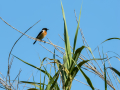Tarabilla común - Saxicola rubicola - Bitxac comú