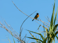 Tarabilla común - Saxicola rubicola - Bitxac comú
