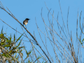 Tarabilla común - Saxicola rubicola - Bitxac comú