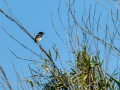 Tarabilla común - Saxicola rubicola - Bitxac comú