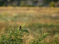 Tarabilla común - Saxicola rubicola - Bitxac comú