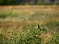 Tarabilla común - Saxicola rubicola - Bitxac comú