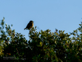 Tarabilla común - Saxicola rubicola - Bitxac comú