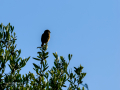 Tarabilla común - Saxicola rubicola - Bitxac comú