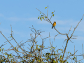 Tarabilla común - Saxicola rubicola - Bitxac comú