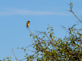 Tarabilla común - Saxicola rubicola - Bitxac comú