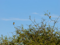 Tarabilla común - Saxicola rubicola - Bitxac comú