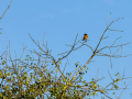 Tarabilla común - Saxicola rubicola - Bitxac comú