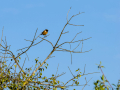 Tarabilla común - Saxicola rubicola - Bitxac comú