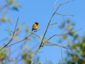 Tarabilla común - Saxicola rubicola - Bitxac comú