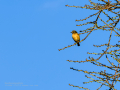 Tarabilla común - Saxicola rubicola - Bitxac comú