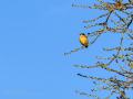Tarabilla común - Saxicola rubicola - Bitxac comú