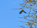 Tarabilla común - Saxicola rubicola - Bitxac comú