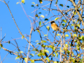 Tarabilla común - Saxicola rubicola - Bitxac comú