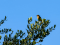 Tarabilla común - Saxicola rubicola - Bitxac comú