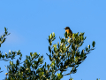 Tarabilla común - Saxicola rubicola - Bitxac comú