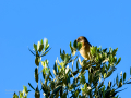 Tarabilla común - Saxicola rubicola - Bitxac comú