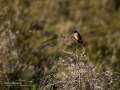 Tarabilla común - Saxicola rubicola - Bitxac comú