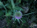 2014-08-05 12h59m24.jpg