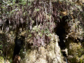Torrent de Colobrers