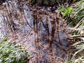 Torrent de Colobrers