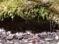 Torrent de Colobrers