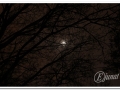 20140315_20-Torrent dels Alous.jpg