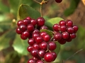 Image00008