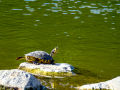 Tortuga de orejas rojas - Trachemys scripta elegans - Tortuga d'orelles vermelles
