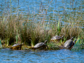 Tortuga de orejas rojas - Trachemys scripta elegans - Tortuga d'orelles vermelles