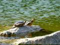 Tortuga de orejas rojas - Trachemys scripta elegans - Tortuga d'orelles vermelles