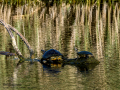 Tortuga de orejas rojas - Trachemys scripta elegans - Tortuga d'orelles vermelles