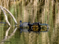 Tortuga de orejas rojas - Trachemys scripta elegans - Tortuga d'orelles vermelles