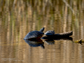 Tortugas - Testudines - Tortugues