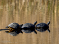 Tortugas - Testudines - Tortugues